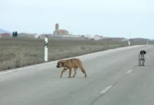 En 1 de cada 3 siniestros de tráfico hay un animal involucrado