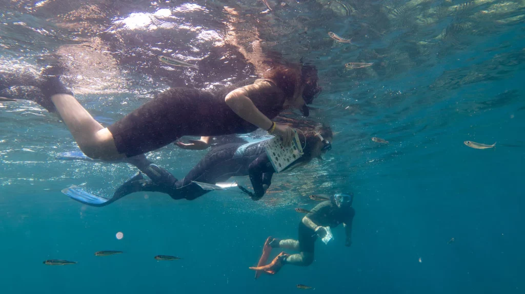 Omoda y Jaecoo cuidan la posidonia mediterránea.
