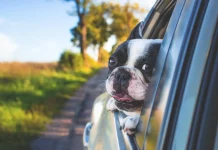 Protege los asientos de tu coche cuando viajes con tu mascota: Lidl tiene la solución perfecta por 6 euro