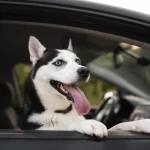 Todo lo que debes saber si viajas con tu perro o gato en el coche