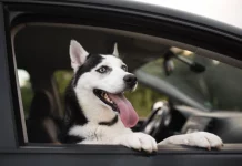 La DGT se pone seria y ya multa con hasta 200.000 euros a quienes lleven así a su perro en el coche