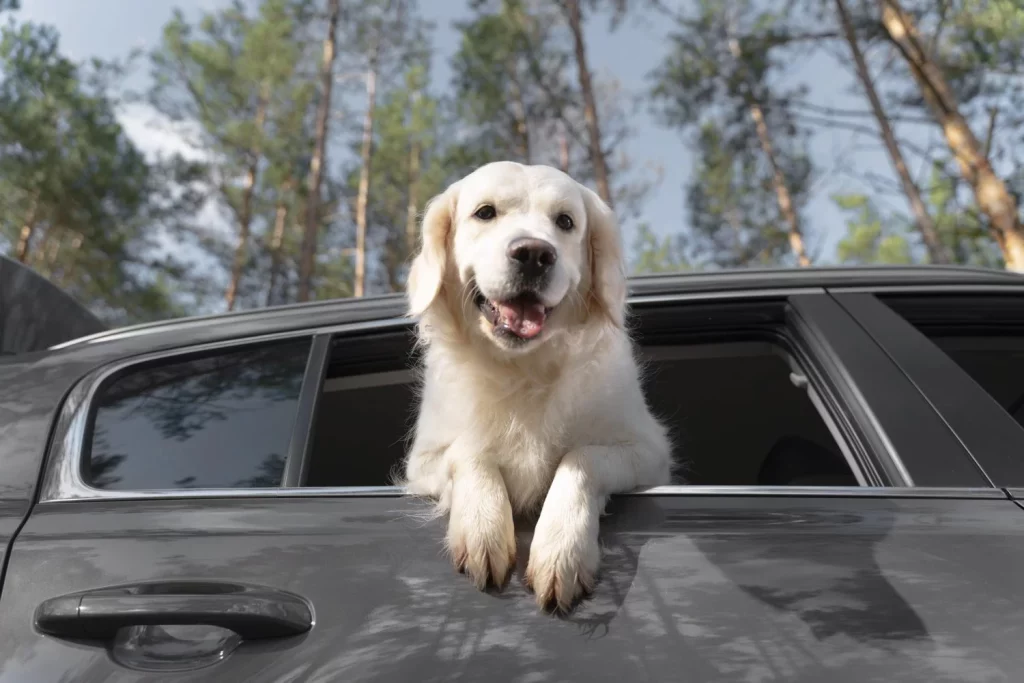 La DGT se pone seria y ya multa con hasta 200.000 euros a quienes lleven así a su perro en el coche 2 Motor16 perro coche dgt