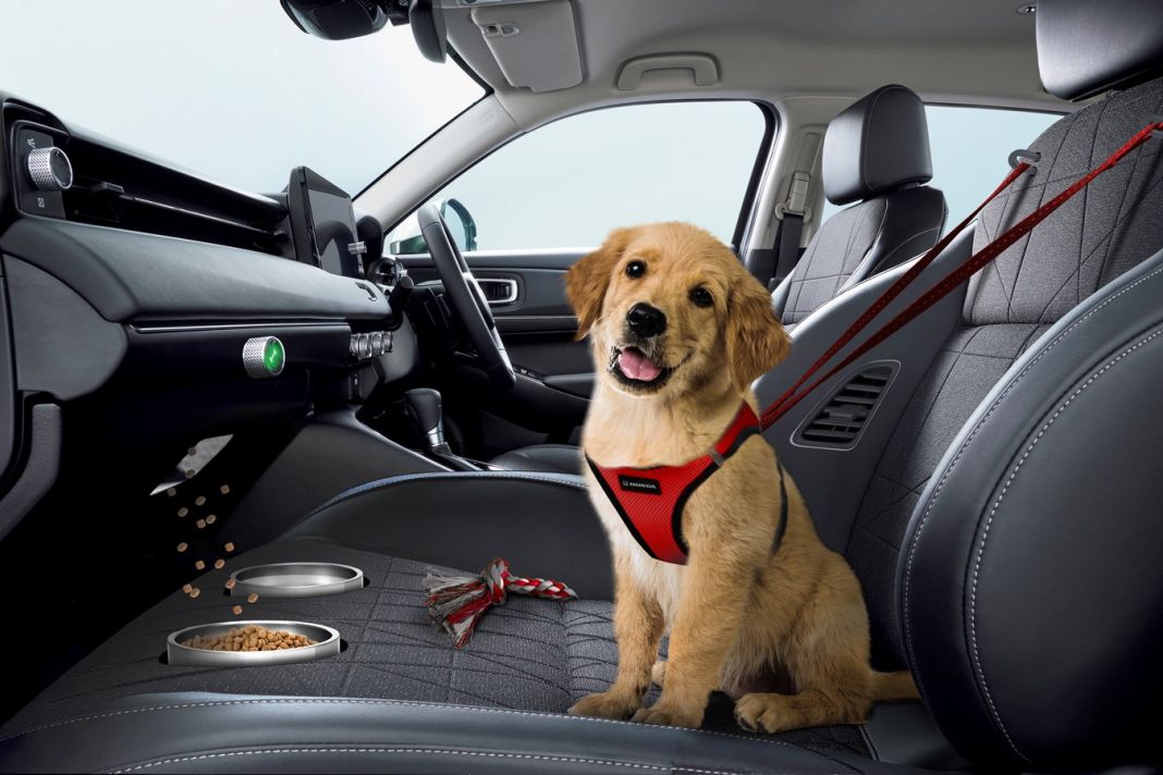 Sin multas por llevar al perro en el coche gracias a Honda