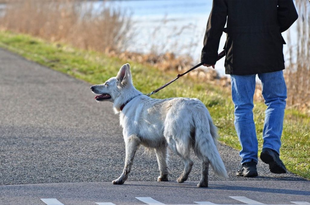 Hombre paseando a su perro