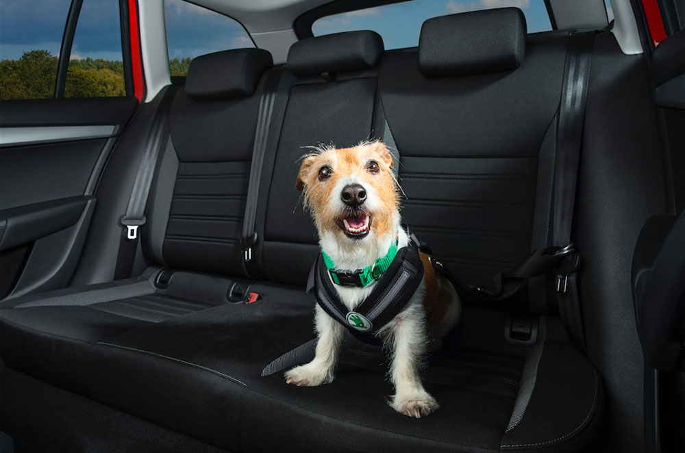 perro en el coche 4 Motor16