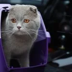 Si vuelves de vacaciones con tu mascota, no olvides lo que dice la DGT que debes hacer