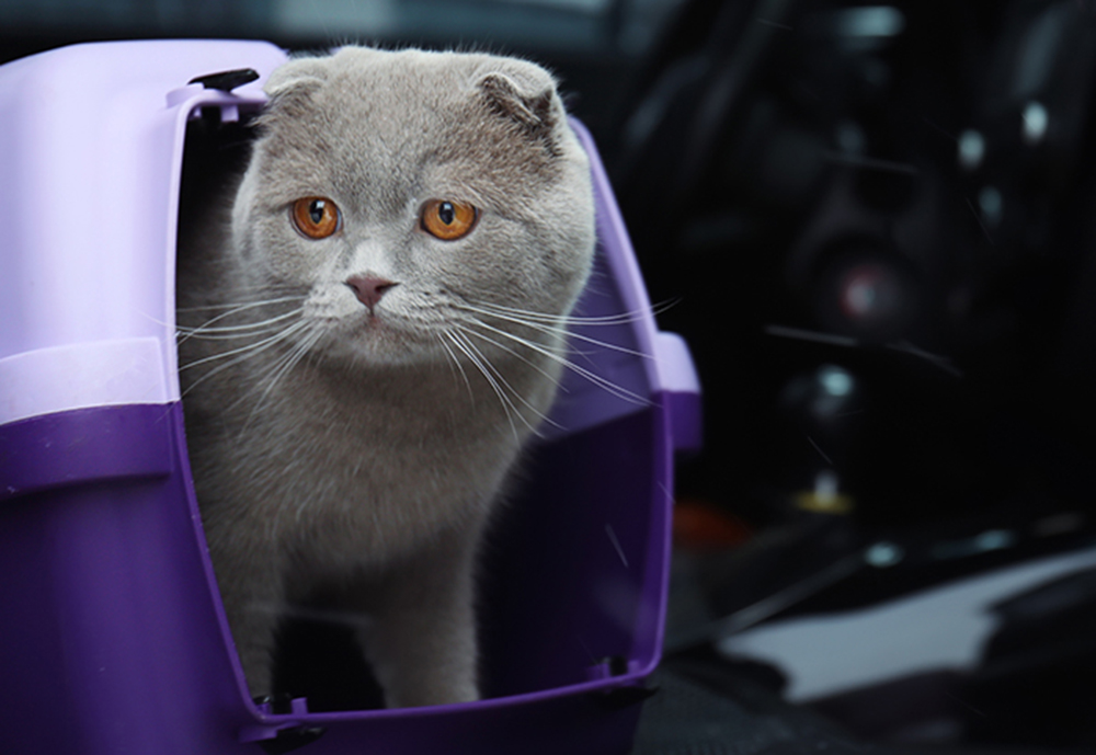 mascotas-en-el-coche-detalle2.jpg&nocach