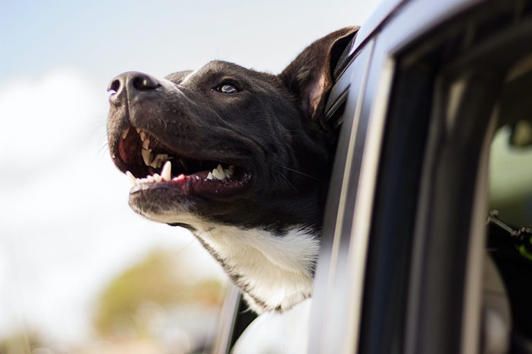 Así es como debe viajar tu perro en el coche si no quieres que la Guardia Civil te multe