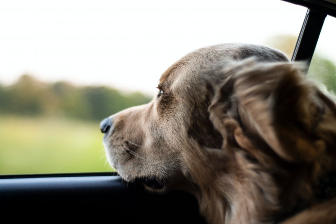 viajar-con-perro1.jpg&nocache=1