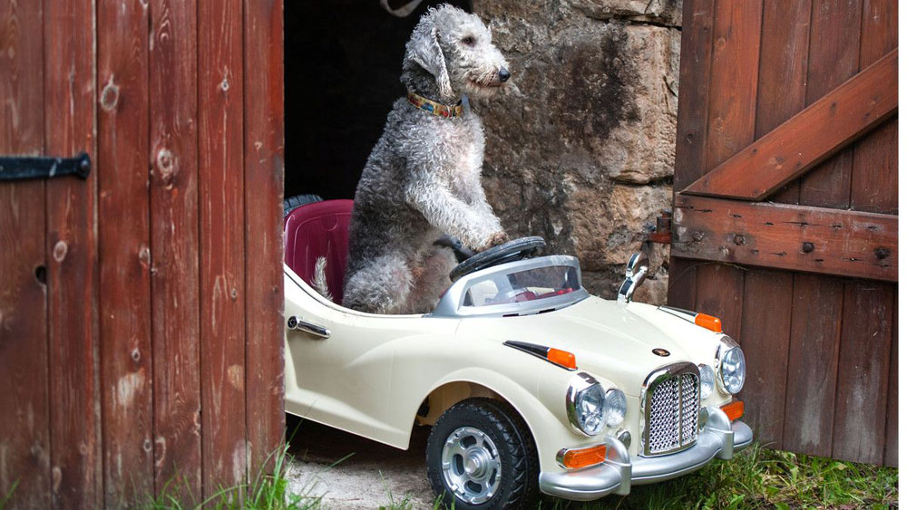 MASCOTAS: La DGT advierte que esta no es la forma correcta de llevar al  perro en el coche