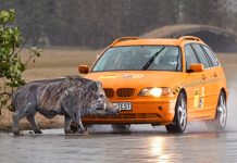 El animal que más accidentes de tráfico causa en las carreteras españolas
