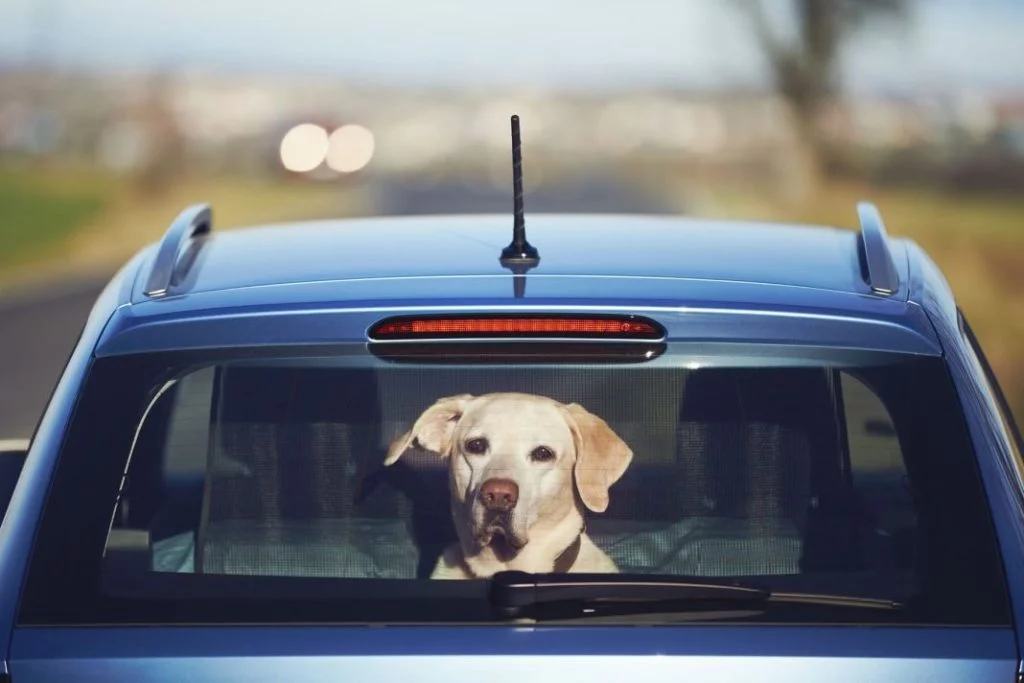 perro viajando en coche