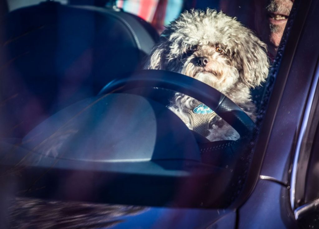 Un perro indebidamente colocado a los mandos del coche