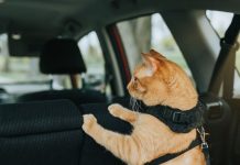 Perros y gatos: los involucrados en los accidentes de tráfico que más aumentaron en 2022