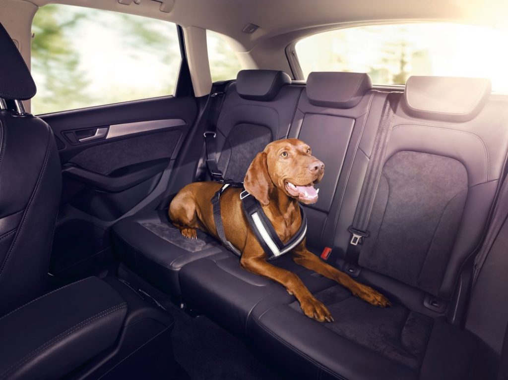 Audi también dispone de una gama de accesorios originales para viajar con perro en el coche.